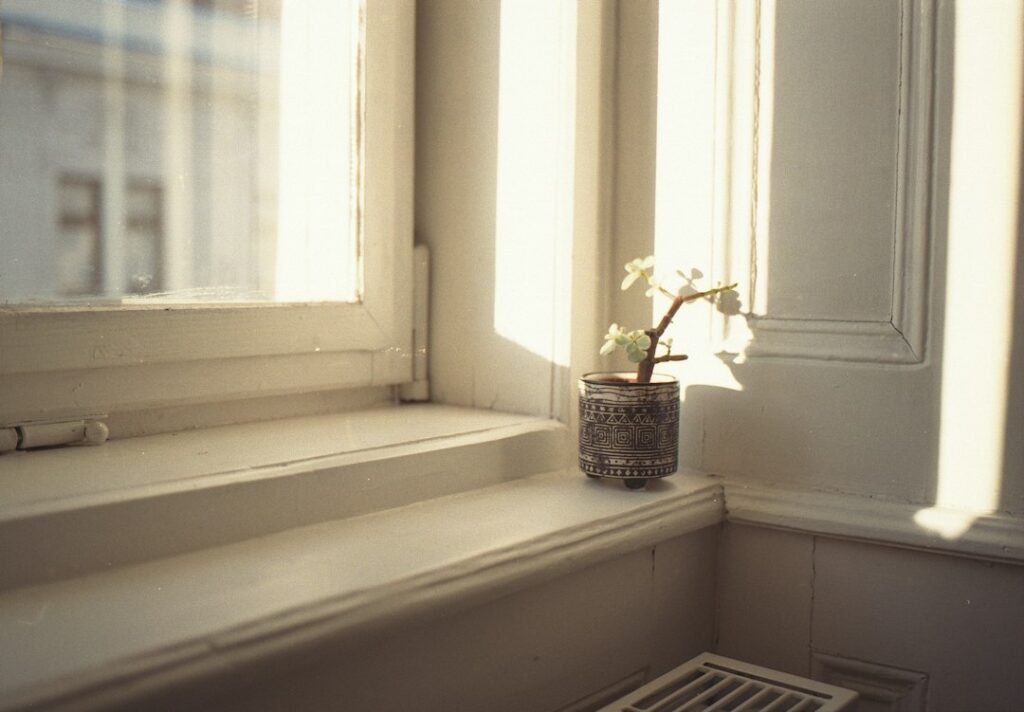 A small potted plant on a windowsill with sunlight