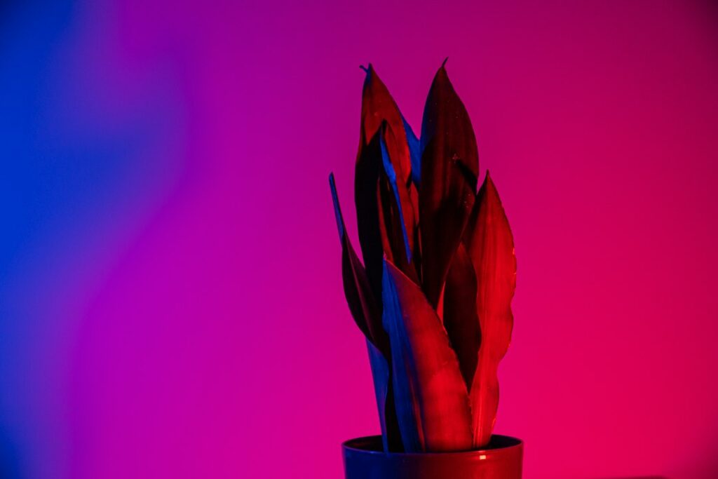 A potted plant illuminated by blue and red neon lights
